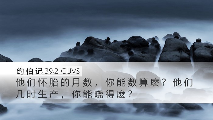 约 伯 记 39:2 CUVS Desktop Wallpaper - 他 们 怀 胎 的 月 数 ， 你 能 数 算 - Desktop Bible Verse Wallpaper