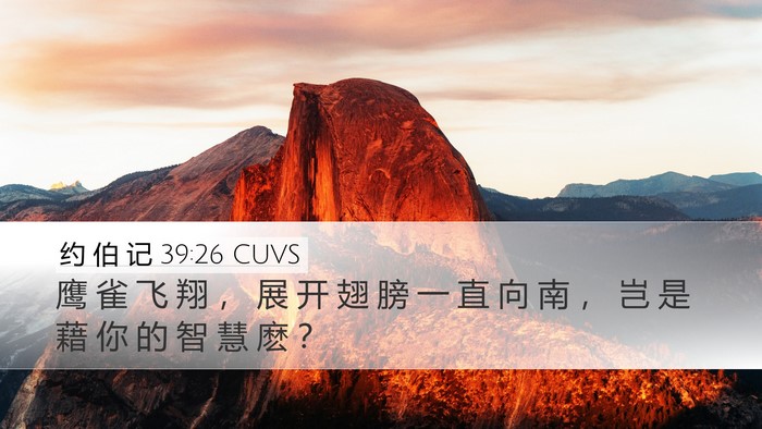 约 伯 记 39:26 CUVS Bible Verse Image