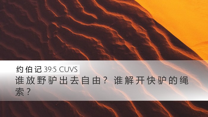 约 伯 记 39:5 CUVS Bible Verse Image