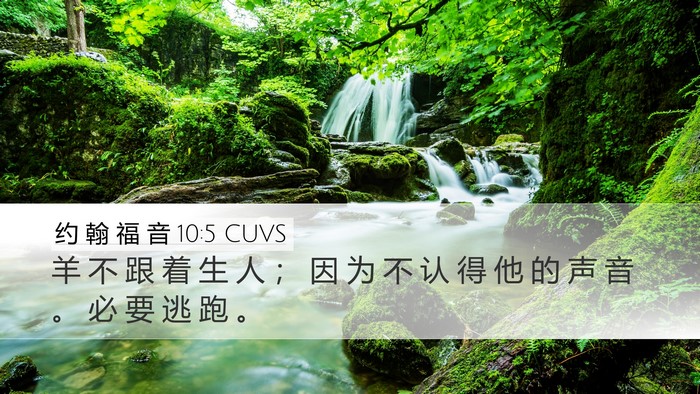 约 翰 福 音 10:5 CUVS Bible Verse Image