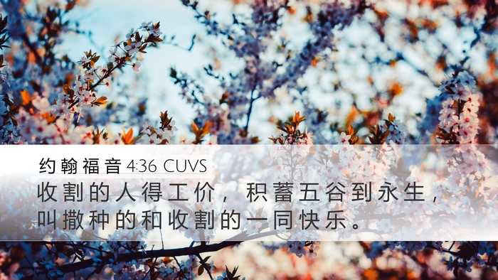 约 翰 福 音 4:36 CUVS Bible Verse Image