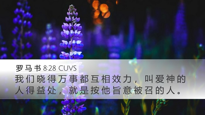 罗 马 书 8:28 CUVS Bible Verse Image