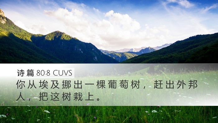 诗 篇 80:8 CUVS Bible Verse Image
