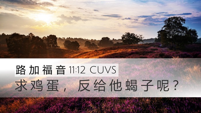 路 加 福 音 11:12 CUVS Desktop Wallpaper - 求 鸡 蛋 ， 反 给 他 蝎 子 呢 - Desktop Bible Verse Wallpaper