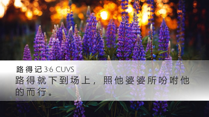 路 得 记 3:6 CUVS Desktop Wallpaper - 路 得 就 下 到 场 上 ， 照 他 婆 婆 - Desktop Bible Verse Wallpaper