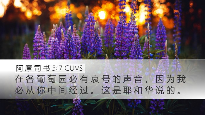 阿 摩 司 书 5:17 CUVS Bible Verse Image