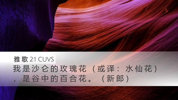 雅 歌 2:1 CUVS Desktop Wallpaper - 我 是 沙 仑 的 玫 瑰 花 （ 或 译 ： - Desktop Bible Verse Wallpaper