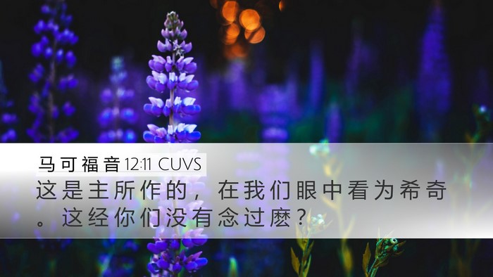 马 可 福 音 12:11 CUVS Desktop Wallpaper - 这 是 主 所 作 的 ， 在 我 们 眼 中 - Desktop Bible Verse Wallpaper