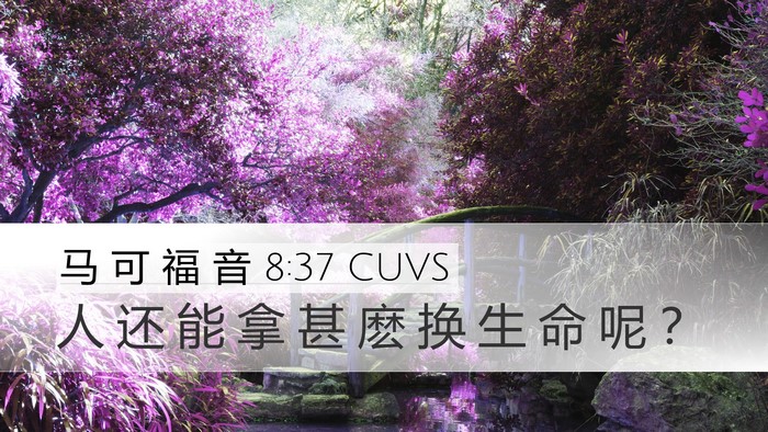 马 可 福 音 8:37 CUVS Desktop Wallpaper - 人 还 能 拿 甚 麽 换 生 命 呢 - Desktop Bible Verse Wallpaper