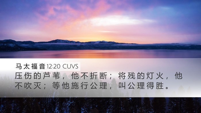 马 太 福 音 12:20 CUVS Desktop Wallpaper - 压 伤 的 芦 苇 ， 他 不 折 断 ； 将 - Desktop Bible Verse Wallpaper