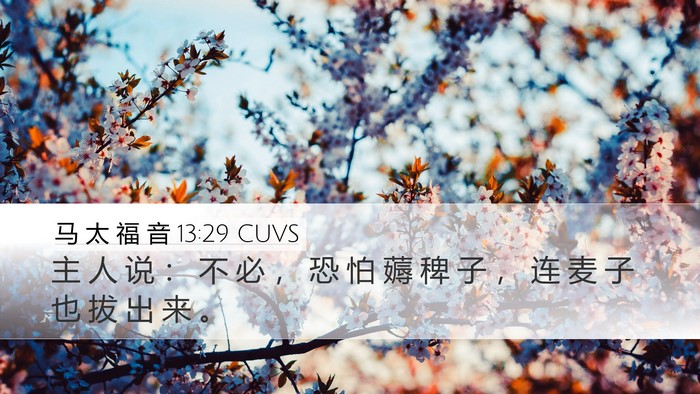 马 太 福 音 13:29 CUVS Desktop Wallpaper - 主 人 说 ： 不 必 ， 恐 怕 薅 稗 子 - Desktop Bible Verse Wallpaper