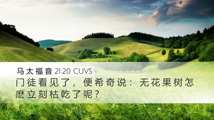 马 太 福 音 21:20 CUVS Desktop Wallpaper - 门 徒 看 见 了 ， 便 希 奇 说 ： 无 - Desktop Bible Verse Wallpaper