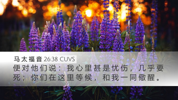 马 太 福 音 26:38 CUVS Bible Verse Image