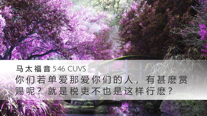 马 太 福 音 5:46 CUVS Bible Verse Image