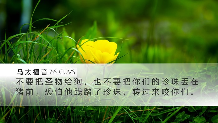马 太 福 音 7:6 CUVS Bible Verse Image