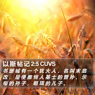 以 斯 帖 记 2:5 CUVS Bible Verse Image