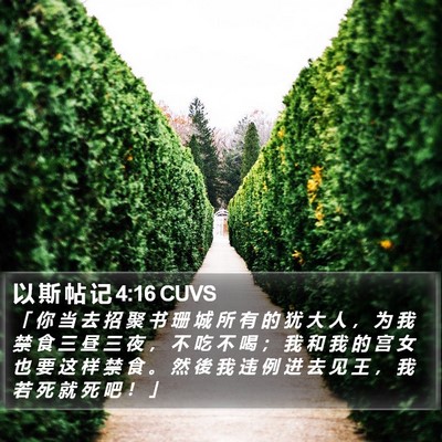 以 斯 帖 记 4:16 CUVS Bible Verse Image