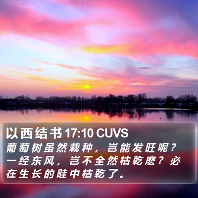 以 西 结 书 17:10 CUVS Bible Verse Image