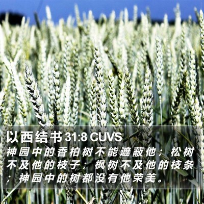 以 西 结 书 31:8 CUVS Bible Verse Image