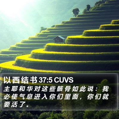以 西 结 书 37:5 CUVS Bible Verse Image