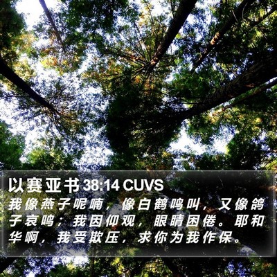 以 赛 亚 书 38:14 CUVS Bible Verse Image