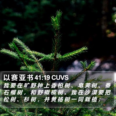 以 赛 亚 书 41:19 CUVS Bible Verse Image