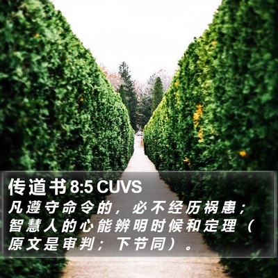 传 道 书 8:5 CUVS Bible Verse Image