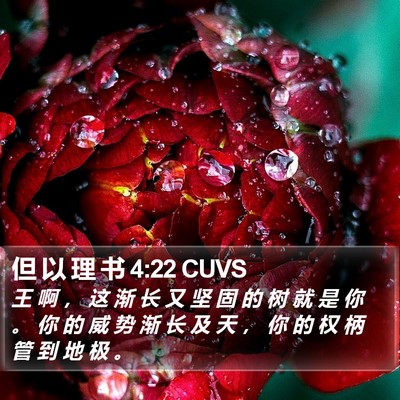 但 以 理 书 4:22 CUVS Bible Verse Image