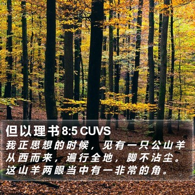 但 以 理 书 8:5 CUVS Bible Verse Image