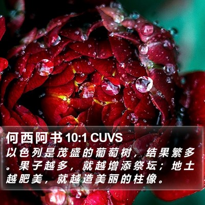 何 西 阿 书 10:1 CUVS Bible Verse Image