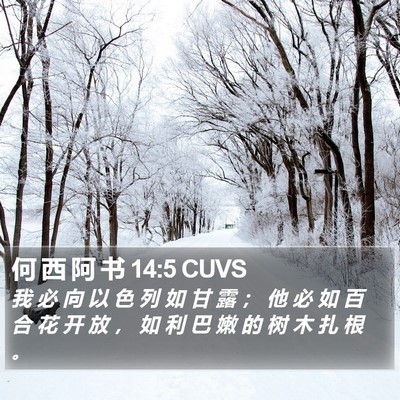 何 西 阿 书 14:5 CUVS Bible Verse Image