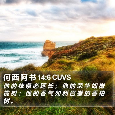 何 西 阿 书 14:6 CUVS Bible Verse Image