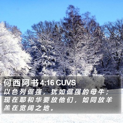 何 西 阿 书 4:16 CUVS Bible Verse Image