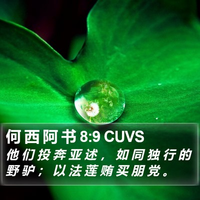 何 西 阿 书 8:9 CUVS Bible Verse Image
