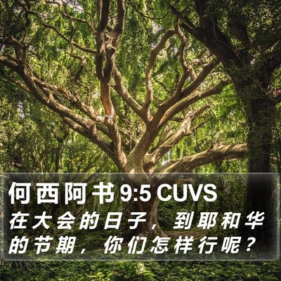 何 西 阿 书 9:5 CUVS Bible Verse Image