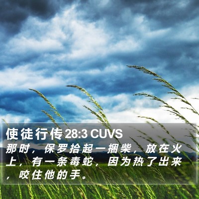 使 徒 行 传 28:3 CUVS Bible Verse Image