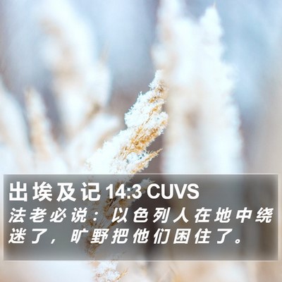 出 埃 及 记 14:3 CUVS Bible Verse Image