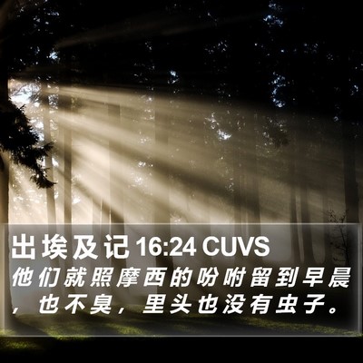 出 埃 及 记 16:24 CUVS Bible Verse Image