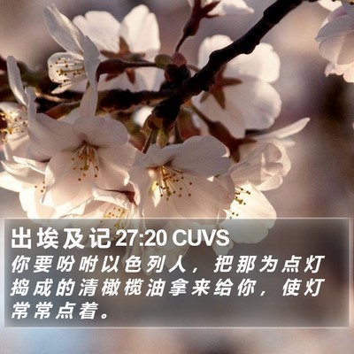 出 埃 及 记 27:20 CUVS Bible Verse Image