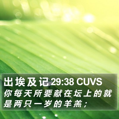 出 埃 及 记 29:38 CUVS Bible Verse Image