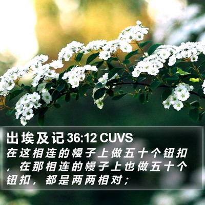 出 埃 及 记 36:12 CUVS Bible Verse Image