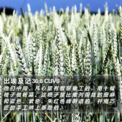 出 埃 及 记 36:8 CUVS Bible Verse Image