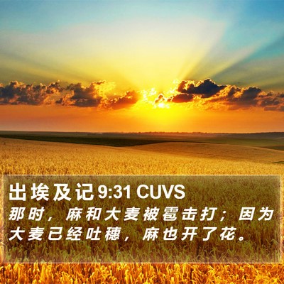 出 埃 及 记 9:31 CUVS Bible Verse Image