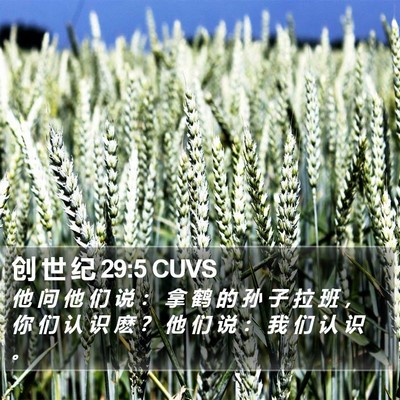 创 世 纪 29:5 CUVS Bible Verse Image