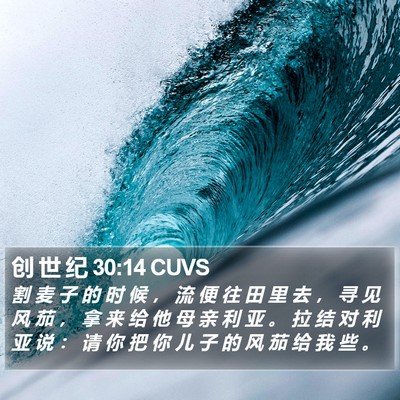创 世 纪 30:14 CUVS Bible Verse Image