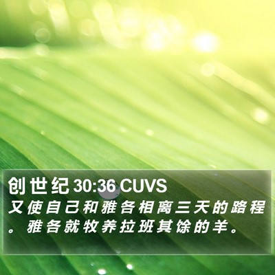 创 世 纪 30:36 CUVS Bible Verse Image