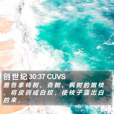 创 世 纪 30:37 CUVS Bible Verse Image