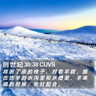 创 世 纪 30:38 CUVS Bible Verse Image