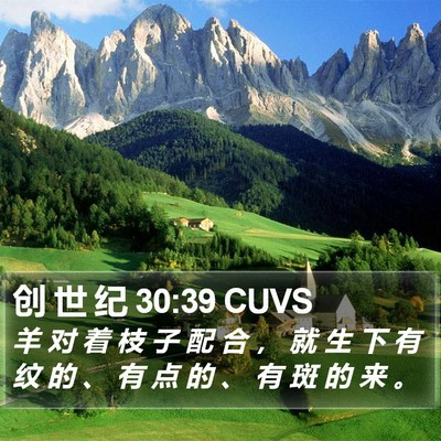 创 世 纪 30:39 CUVS Bible Verse Image
