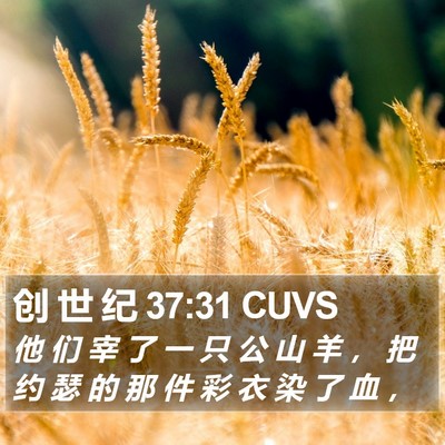 创 世 纪 37:31 CUVS Bible Verse Image